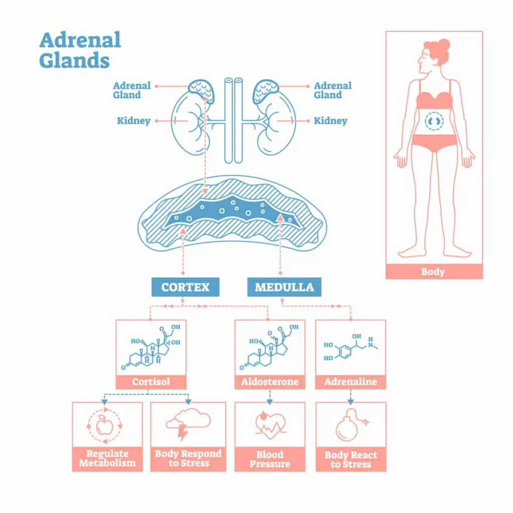Adrenal Fatigue And Weight Gain