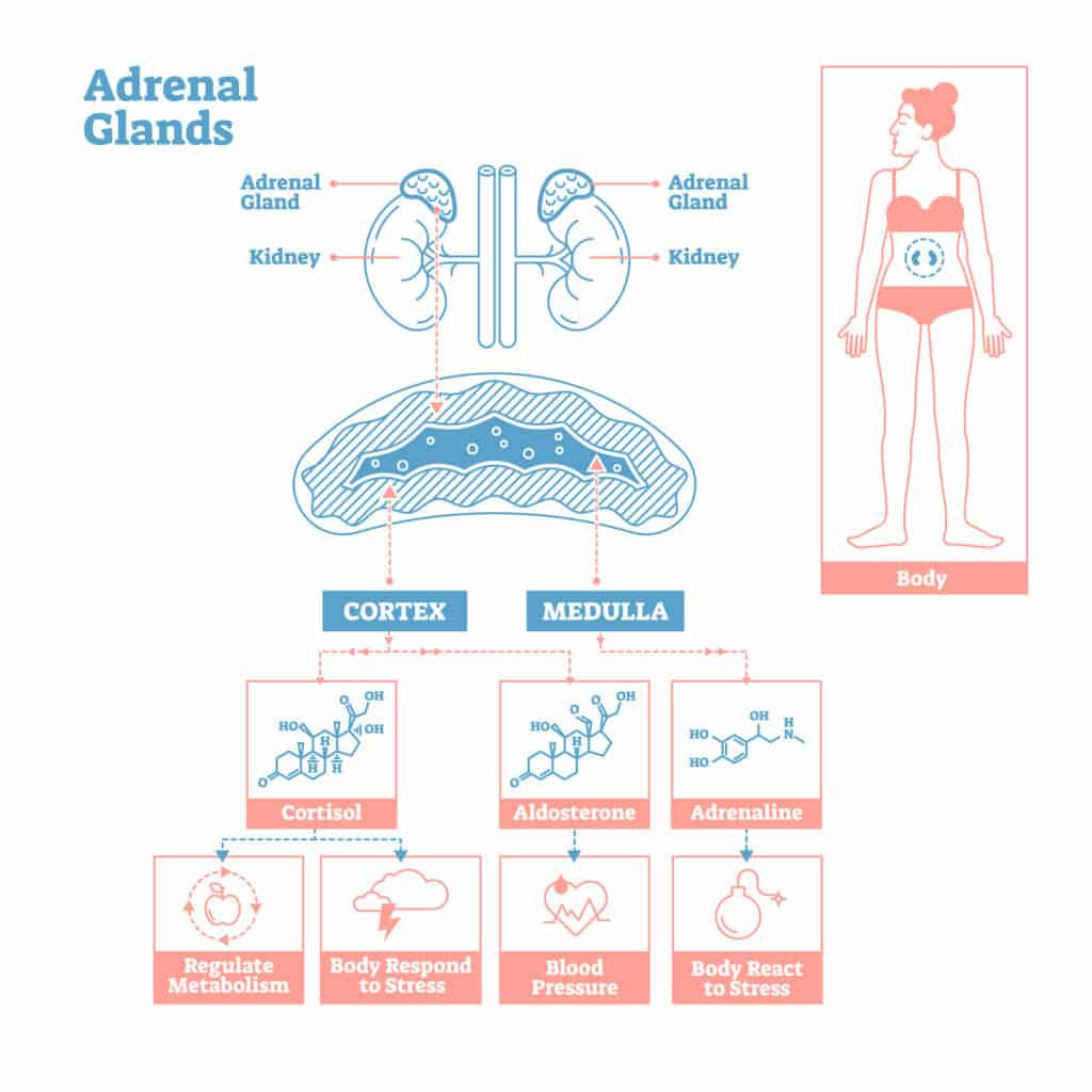 Adrenal Fatigue And Weight Gain: Is There A Connection?