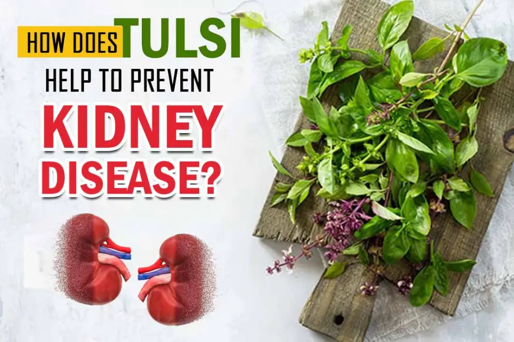 How does tulsi help to prevent kidney disease?