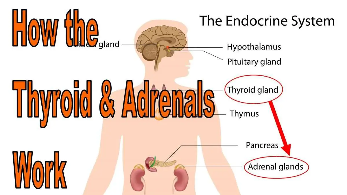 How to heal your thyroid and adrenal glands. The thyroid ...