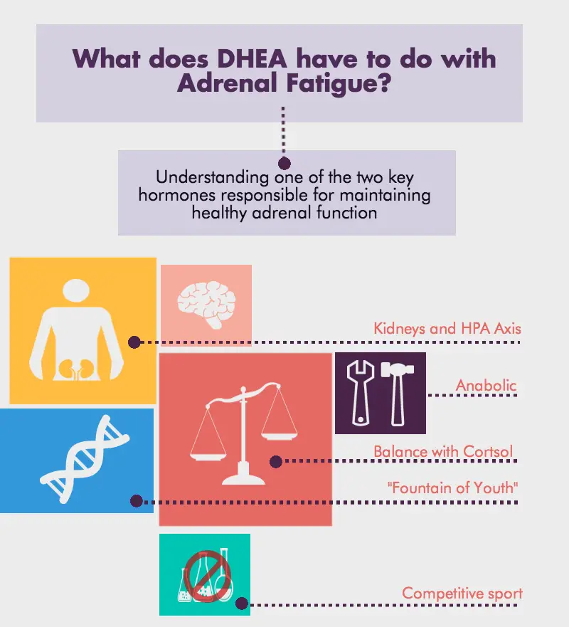How to measure and supplement DHEA to treat adrenal ...