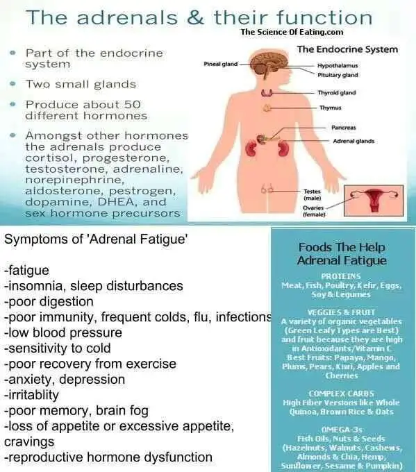The Adrenals and their function