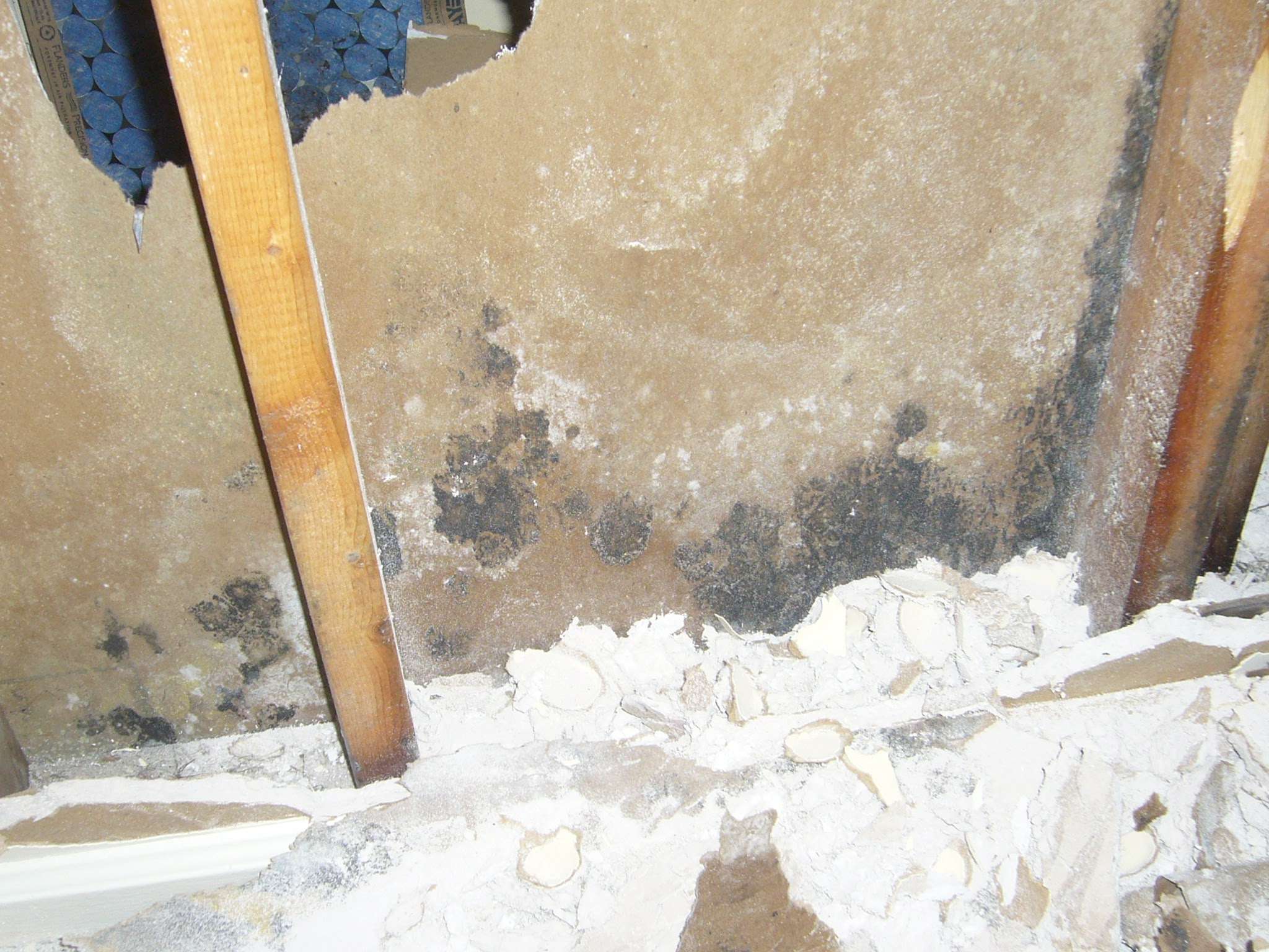 The Dangers of Mold in Homes