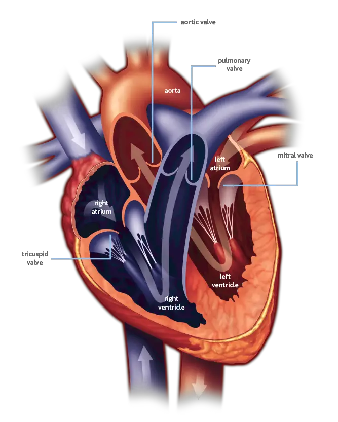 What Is Heart Valve Disease?