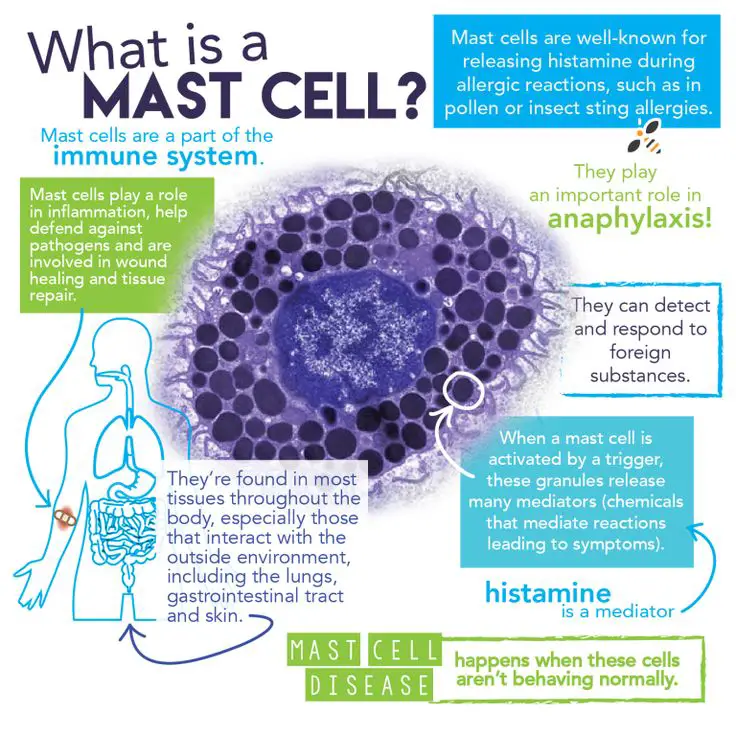 What is Mast Cell Activation Syndrome?